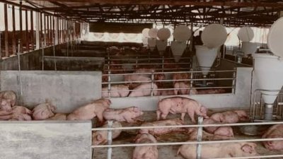 此次生猪价再涨100令吉，北马猪肉商公会预料市场零售及批发价会再涨2令吉。