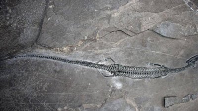 中科院古脊椎所徐光辉研究员办公室，用于此次研究的“长尾红河龙”化石标本。（图取自中新社）