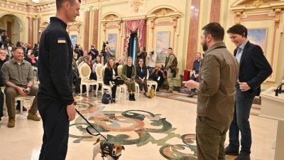 乌克兰总统泽连斯基在与加拿大总理特鲁多的联合记者会上，向扫雷犬Patron及其主人伊利耶夫颁发奖章。（图取自乌克兰总统新闻社/路透社）