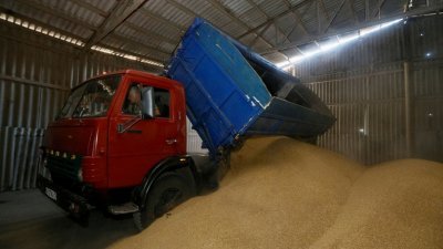 在乌克兰Zhovtneve村的谷物商店，一名货车司机将收割好的大麦卸下。（图取自路透社档案照）