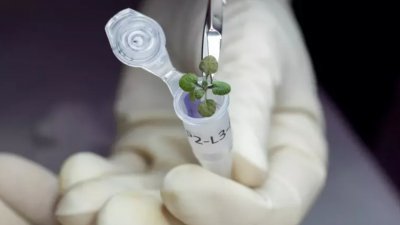  在佛罗里达大学实验室，研究人员在小小的试管中放入鼠耳芥，以进行基因分析。（图取自Tyler Jones,UF/IFAS/路透社）