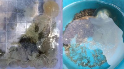 民防部队3名人员在关丹黑沙滩被水母蛰伤，然而相关水母物种未明，彭亨渔业局促民众，切勿随意碰触这些水母。