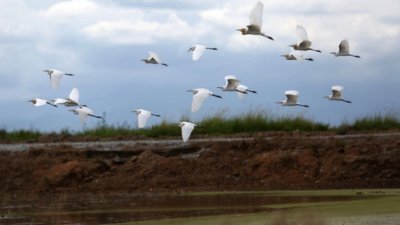 白鹭岛吸引了成千上万的候鸟迁徙与寄居，每天傍晚万鸟归巢的壮观场面，已成为安顺独具特色的景观。
