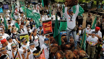 印尼种植棕榈油的农民周二聚集在经济事务协调部办公室外，抗议政府实施的棕油出口禁令已影响到他们生计，要求当局撤回命令。（图取自路透社）