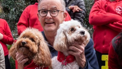 澳洲工党党魁阿尔巴尼斯（左）周日在悉尼会见支持者，他向记者展示其爱犬。（图取自法新社）