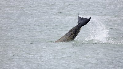 一头4公尺长的雄性虎鲸，意外游进塞纳河中被受困其中。（图取自路透社）