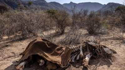 肯尼亚遭逢40年来最严重的旱灾，导致许多野生动物死去，尤其是草食动物。图为一头死在肯尼亚桑布卢的纳姆尼亚克保护区的成年大象尸骸。（Getty Image/法新社）
