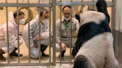 中国卧龙大熊猫保护研究中心2名专家，日前在园方陪同下探视大熊猫“团团”一家。（图：Taipei Zoo 台北市立动物园面子书）