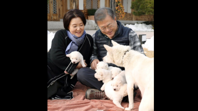 朝鲜赠送的丰山犬以及它们产下的幼犬，一直由韩国前总统文在寅照料。（图取自韩国总统府/路透社）