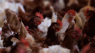 图为美国加利福尼亚州莱克赛德地区养鸡场内散养的鸡只。（路透社档案照）