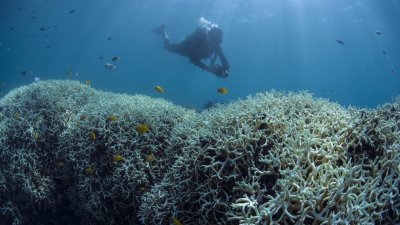科学考察任务“XL卡特林海景调查”（XL Catlin Seaview Survey）于2016年4月20日发布的照片显示，一名潜水员在大堡礁蜥蜴岛拍摄白化的珊瑚。（图取自XL卡特林海景调查/法新社）