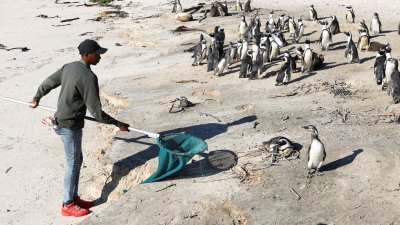 在开普敦著名的博尔德斯海滩，南非国家公园一名护林员，试图捕捉一只受伤的企鹅。博尔德斯海滩是一个受欢迎的旅游景点和重要的非洲企鹅繁殖地，但近来爆发了禽流感。（图取自路透社）