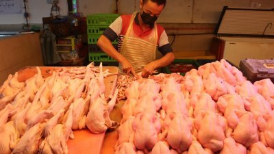 我国预计周二恢复出口肉鸡到新加坡。（档案照）