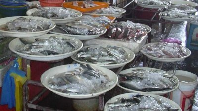 过去两周受到恶劣天气的影响，北马一些州属的渔业鲜鱼捕获量剧减逾50%，以致市场上面对鲜鱼供不应求的局面。（档案照）