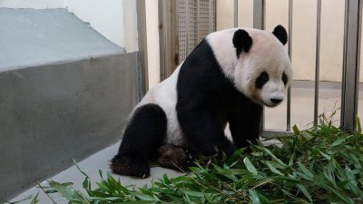 台北市立动物园指大熊猫“团团”行走时后腿明显无力，改变姿势或移动看起来似乎很吃力。（图取自台北市立动物园/中央社）