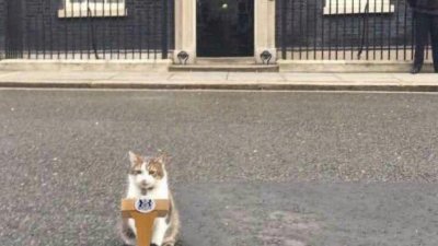 英国首相特拉斯宣布辞职，首相官邸“首席捕鼠官”虎斑猫拉里在推特发文：“国王问我要不要当首相？因为这场荒谬闹剧已经持续很长一段时间了。”（图取自拉里推特）