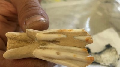 甲州博物院机构不排除由一名男子在河口寻获的的动物化石是恐龙牙齿的可能性。（图取自网络）