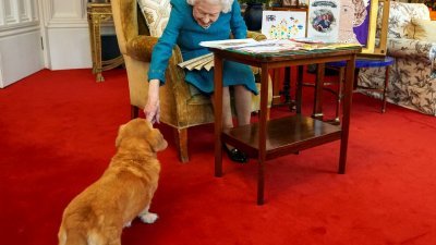 女王伊丽莎白二世今年2月4日在白金汉宫抚摸她的柯基犬。（图取自法新社）