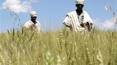 据英国乐施会调查得知，气候变迁导致谷物产量减少，目前有4800万人处于急性饥饿状态中。图为两名埃塞俄比亚农民在亚的斯亚贝巴北部的麦田里行走。（路透社档案照）