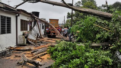 住宅区枯树倒下压毁3间单位屋顶，所幸没有造成任何人伤亡。