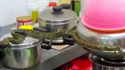 小蟒蛇相信是从通风口“潜入”事主家的厨房。