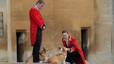 英国女王伊丽莎白二世生前钟爱的柯基犬如今身价翻倍，民间宠物销售商表示，一只柯基犬如今要价1.2万令吉。图为两名王室仆人领著女王爱犬柯基，在温莎堡前等待女王灵柩抵达。（图取自路透社）