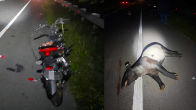 摩哆骑士因闪避不及撞击到一只企图过马路的马来貘，而当场毙命。而马来貘遭猛撞后，抛向路旁。
