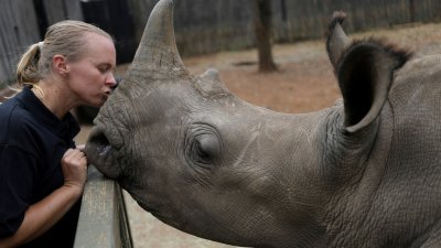 在南非林波波省Mookgopong的一个犀牛庇护所，范德默韦亲吻一头因父母遭盗猎者杀害成为孤儿的小犀牛。（图取自路透社档案照）