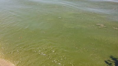 浮罗交怡“鲨鱼湾”海滩出现“绿潮”，当地居民担忧海水受到污染。