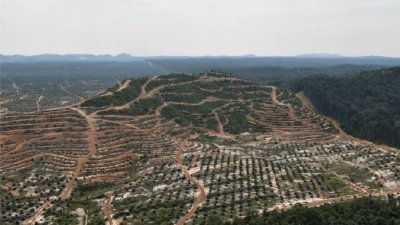 柔州森林局揭发，州内有逾10片森林保留地，疑遭原住民和外人大规模开发，形成聚落及种植地。（档案照）