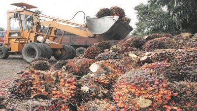 柔州水灾影响峇县油棕果收割产量，估计减少20%。
