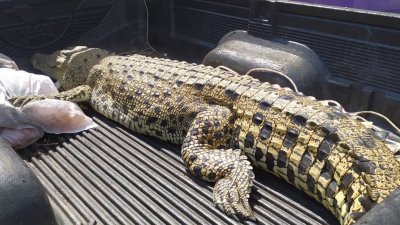 一条雌铜鳄鱼相信受困渔网，被发现横尸在码头。
