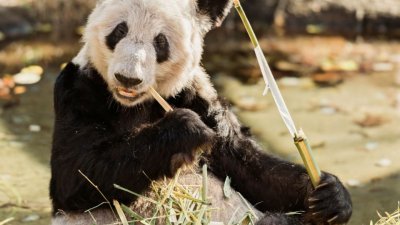 22岁的旅美大熊猫“丫丫”瘦骨嶙峋，且大面积皮肤病，情况受到中国社会关注。（图取自孟菲斯动物园网站）
