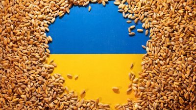 被谷物覆盖著的乌克兰国旗。波兰和匈牙利周六先后宣布，禁止进口乌克兰谷物和其他农产品，以保障当地农业。（路透社档案照）