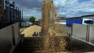 去年6月23日，在乌克兰敖德萨地区收割大麦期间，一名工人在码头将谷物装载到卡车里。（路透社档案照）