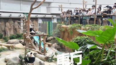 每逢假期，熊猫馆的访客不少，皆为一睹大熊猫而来。