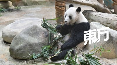 熊猫妈妈“靓靓”。