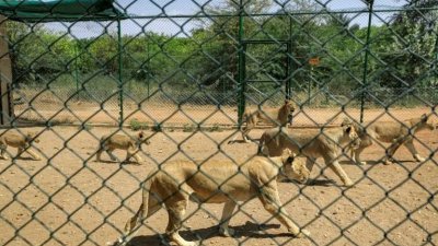 苏丹喀土穆野生动物保护区内有25头狮子和其它各种动物，每只狮子每天都要吃5至10公斤的肉，但如今因苏丹内战，保护区食品库存开始耗尽。（图取自法新社）