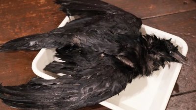 生吃野生乌鸦食物中毒风险高，很可能会引发肝炎，甚至导致死亡。