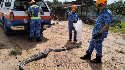 吉辇民防部队队成员，成功逮捕1条约12尺长的大蟒蛇。