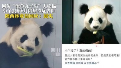 大熊猫“小丫”因为有两个可爱而潦草的“丸子头”走红网络，被许多网民喜欢。（图取自微博）