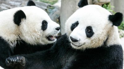 旅居泰国的大熊猫“创创”和“林慧”，摄于2005年9月3日。（法新社档案照）