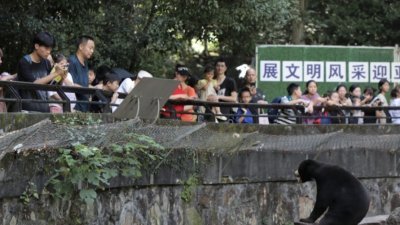 杭州动物园因马来熊站立的视频爆红，周一客流量明显增加，比平时多了1/3左右。（图取自网络）