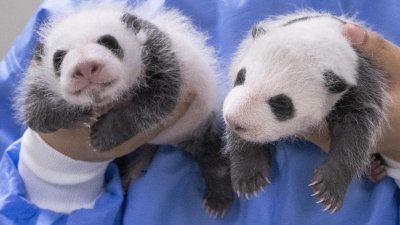 韩国三星物产度假区部门旗下爱宝乐园，周一在社交网站上传了旅韩大熊猫“爱宝”产下的雌性双胞胎幼崽（左为姐姐）于前一天拍摄的满月照。（图取自爱宝乐园/中新社）
