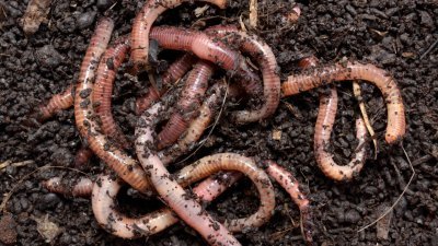 蚯蚓可以帮助松土，是土壤养分代谢的重要一环。（图取自网络）