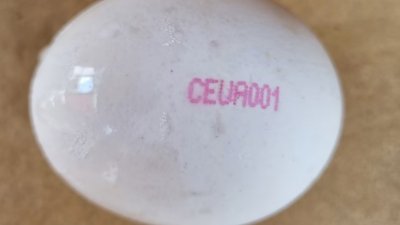 乌克兰一家农场的鸡蛋含有肠道沙门氏菌，受影响鸡蛋印有CEUA001的字样，消费者可依此农场编号来辨认。（新加坡食品局提供）