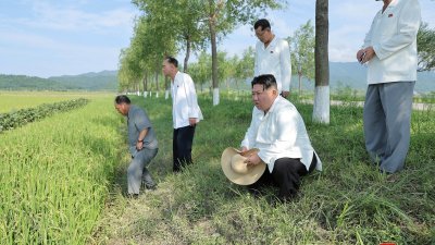 朝鲜最高领导人金正恩（右2）蹲在江原道安边郡一家农场的一处稻田边视察灾情。（图取自朝中社/路透社）