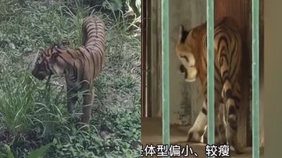 图片截自相关视频。左图为网上所传老虎饿得只能吃草。