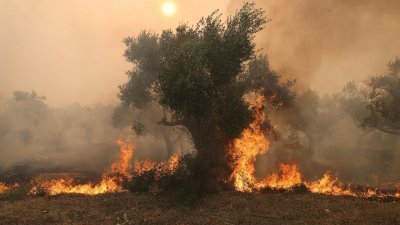 野火已持续4天在希腊埃夫罗斯地区肆虐。（图取自路透社）