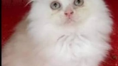 一名女教师欲网购一只曼基康短腿猫，惟却遭骗走逾3万令吉。